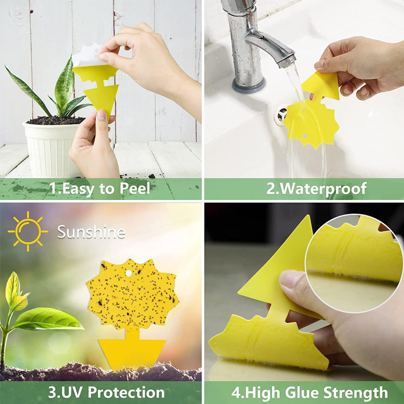 Sticky Trap For Fruit Fly Fungus Gnat
