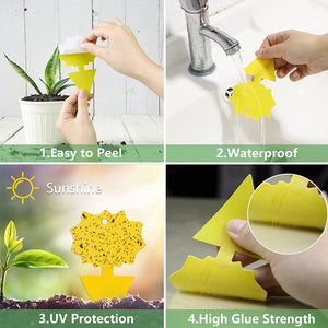 Sticky Trap For Fruit Fly Fungus Gnat