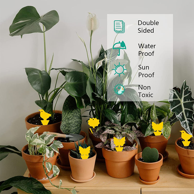 Sticky Trap For Fruit Fly Fungus Gnat