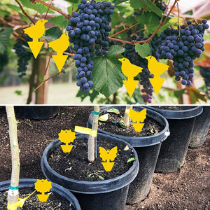 Sticky Trap For Fruit Fly Fungus Gnat